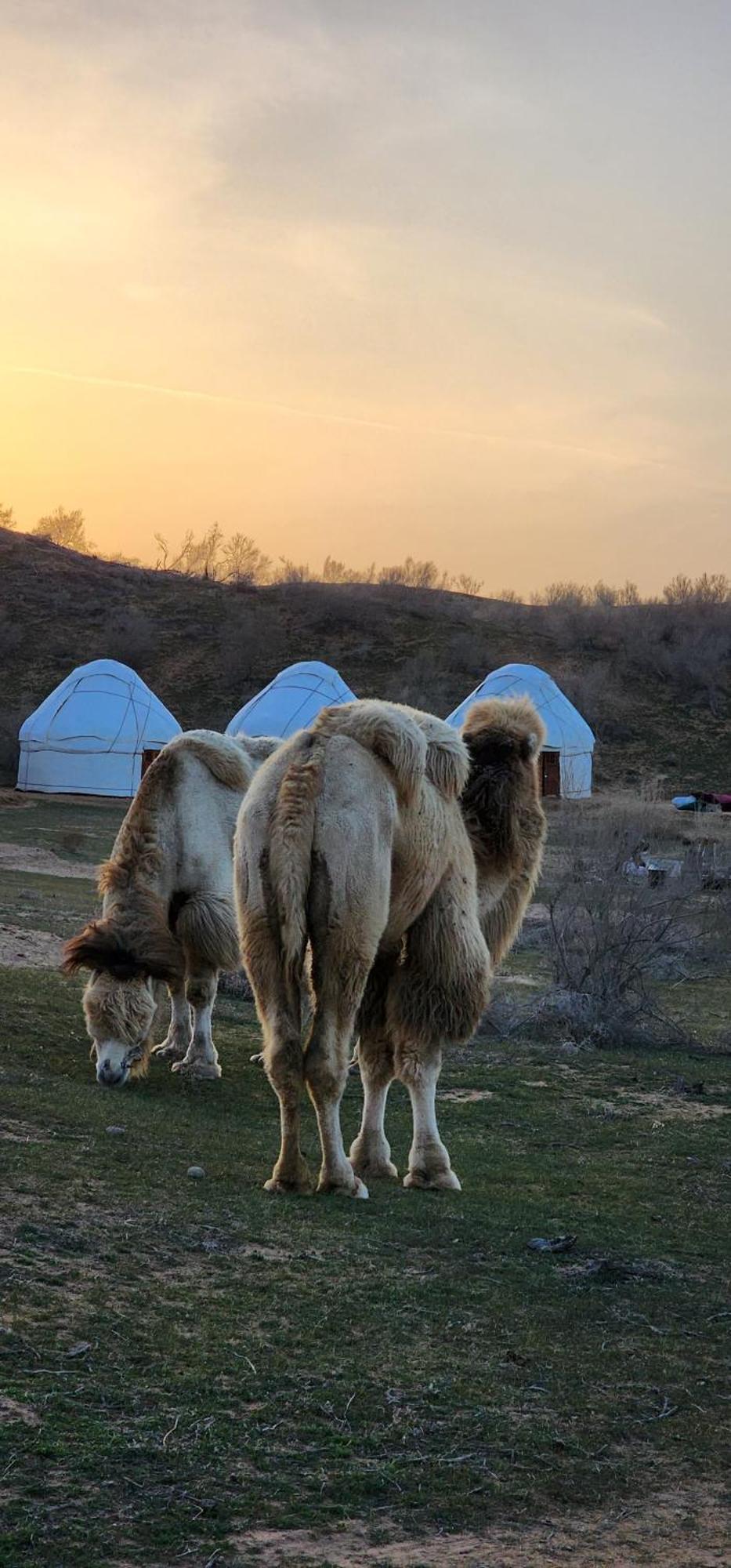Отель Kyzylkum Nights Camp & Family Yurt Nurota Экстерьер фото